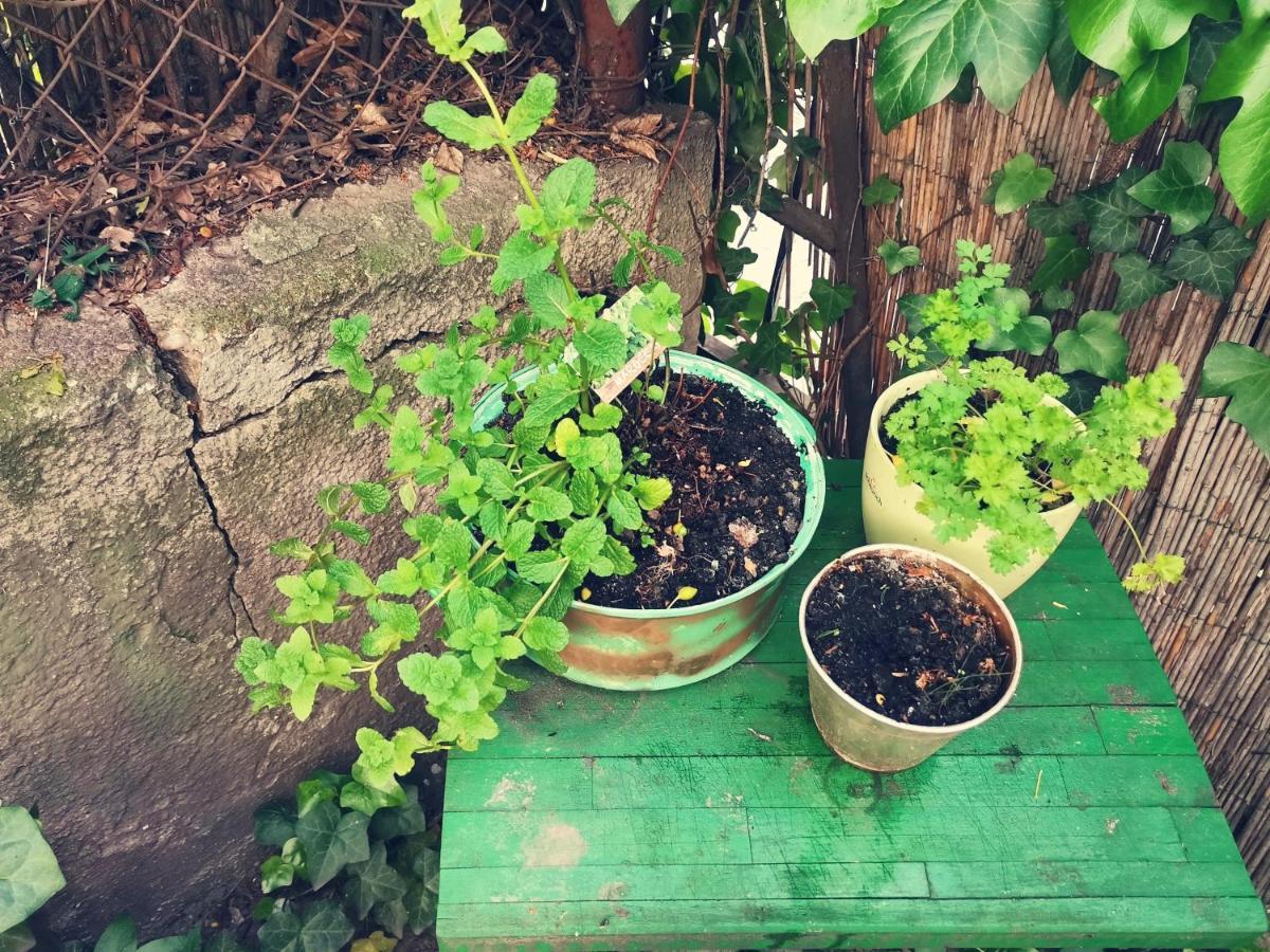 Flat In Historic Villa With Your Own Private Garden, Near City Park Budapest Eksteriør bilde